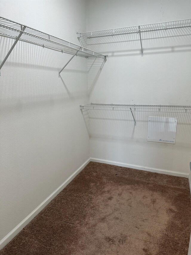 spacious closet featuring carpet flooring