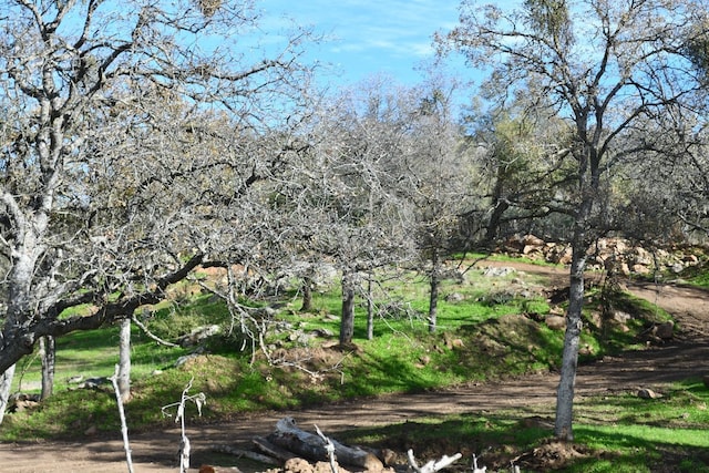 view of local wilderness