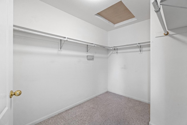 spacious closet featuring carpet