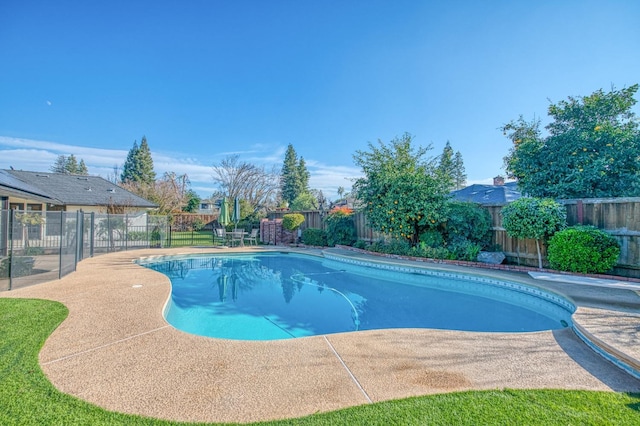 view of pool with a patio area and a diving board