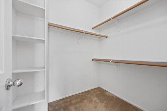 spacious closet featuring carpet flooring