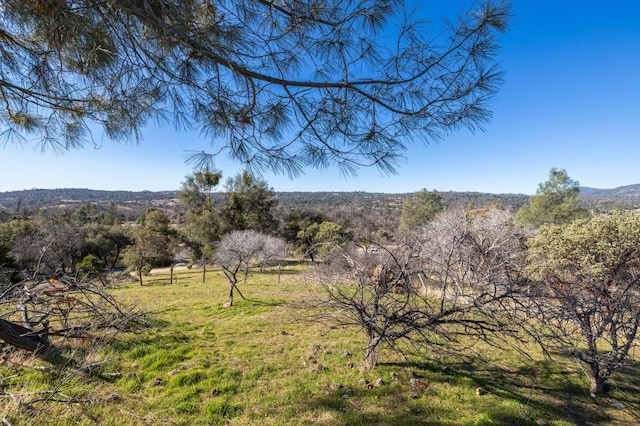 view of nature with a wooded view