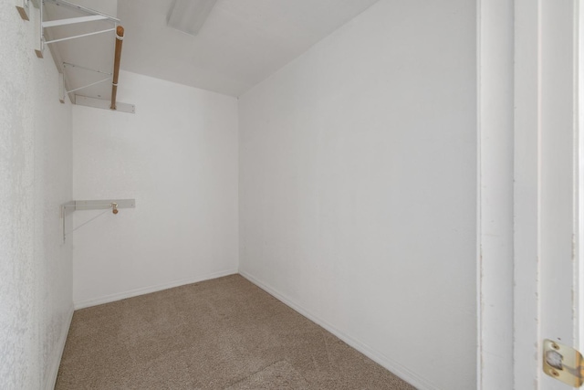 spacious closet featuring carpet floors