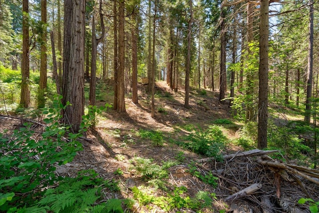 view of local wilderness