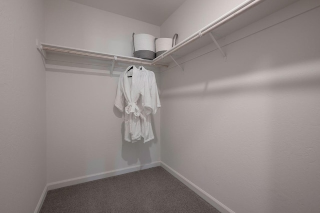 spacious closet featuring carpet