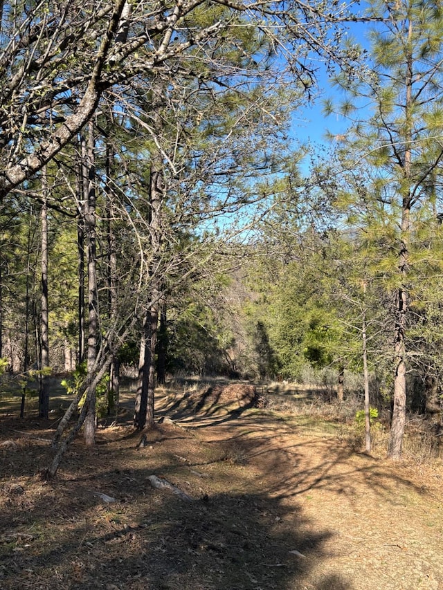 view of local wilderness