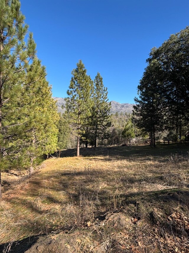 view of local wilderness