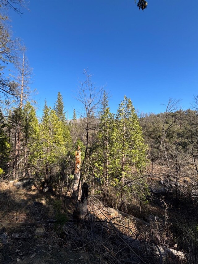 view of local wilderness featuring a forest view