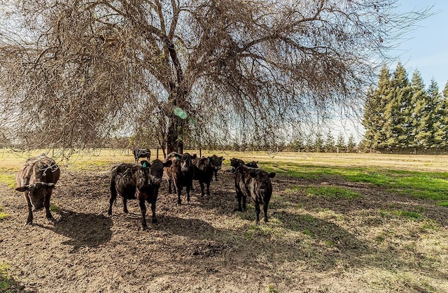 3670 S Newmark Ave, Sanger, CA 93654 - view of yard with a view of rural / pastoral area and an exterior structure