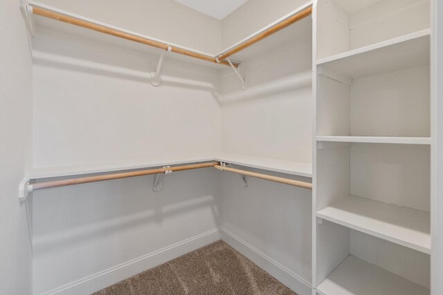 spacious closet featuring carpet floors