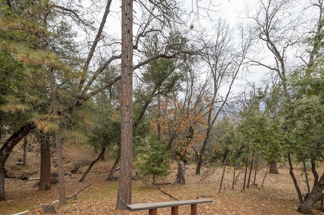 view of local wilderness