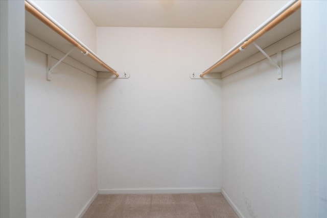 walk in closet with carpet flooring