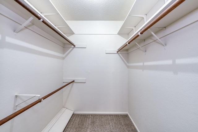 walk in closet with carpet flooring