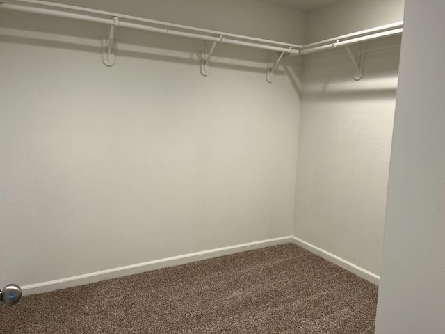 walk in closet with carpet flooring