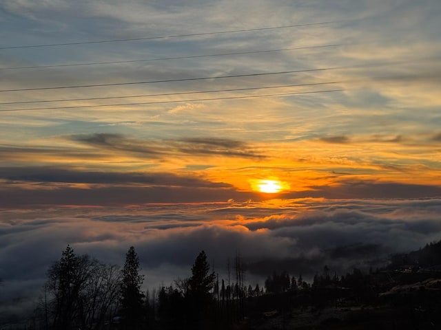 view of local wilderness