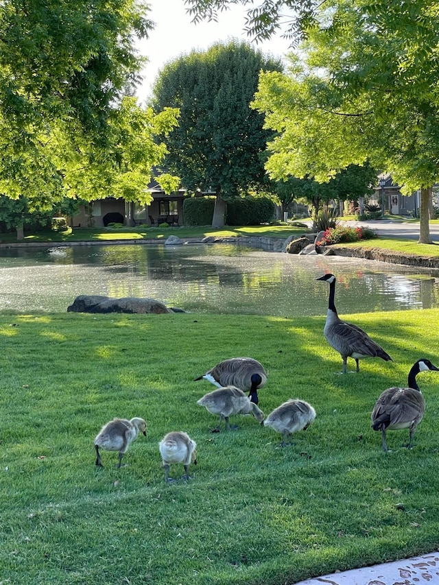 view of home's community with a lawn