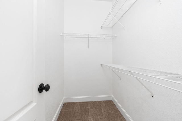 walk in closet with carpet flooring