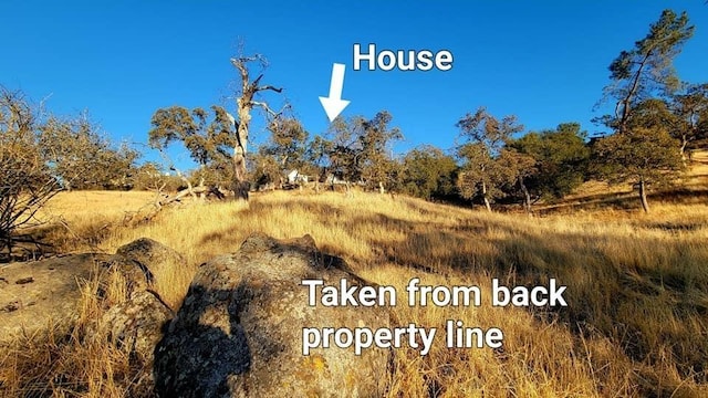 view of local wilderness