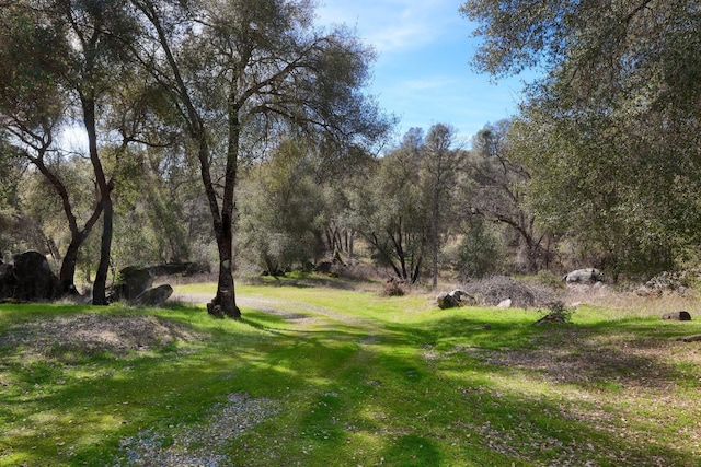 view of yard with a forest view