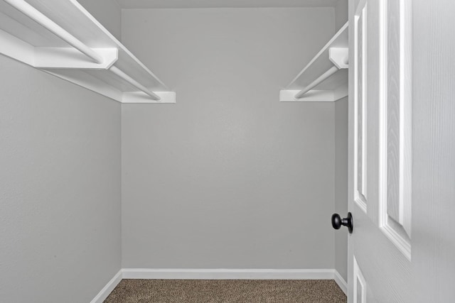 spacious closet featuring carpet flooring