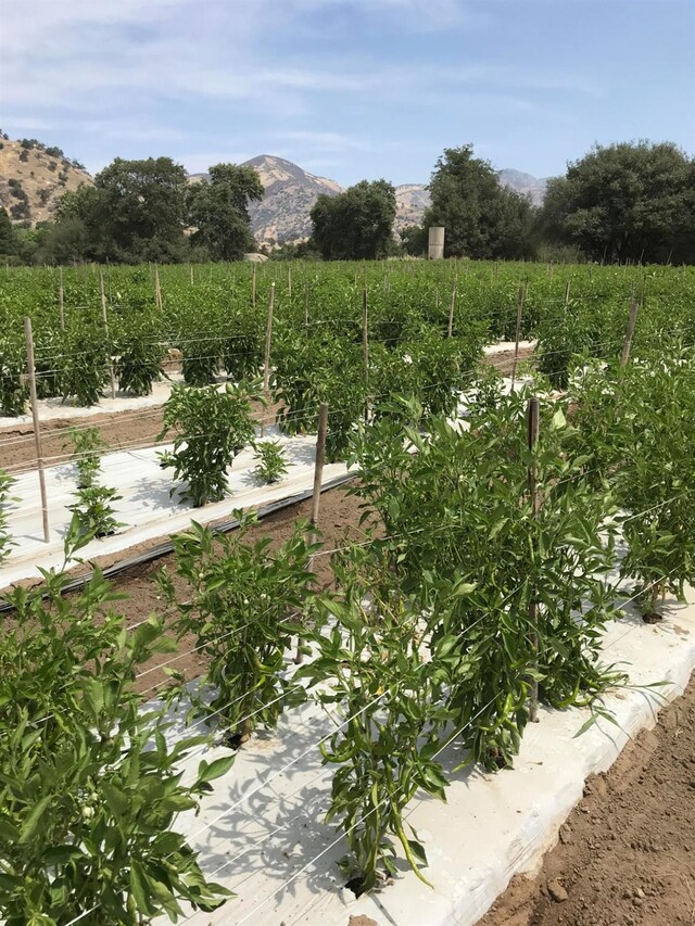 view of yard featuring a mountain view, a rural view, and a garden