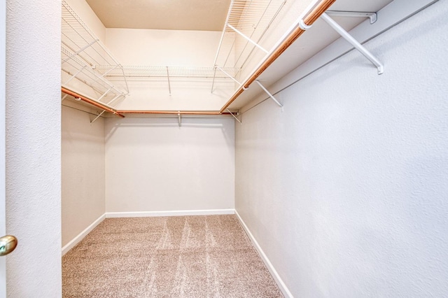 walk in closet with carpet flooring