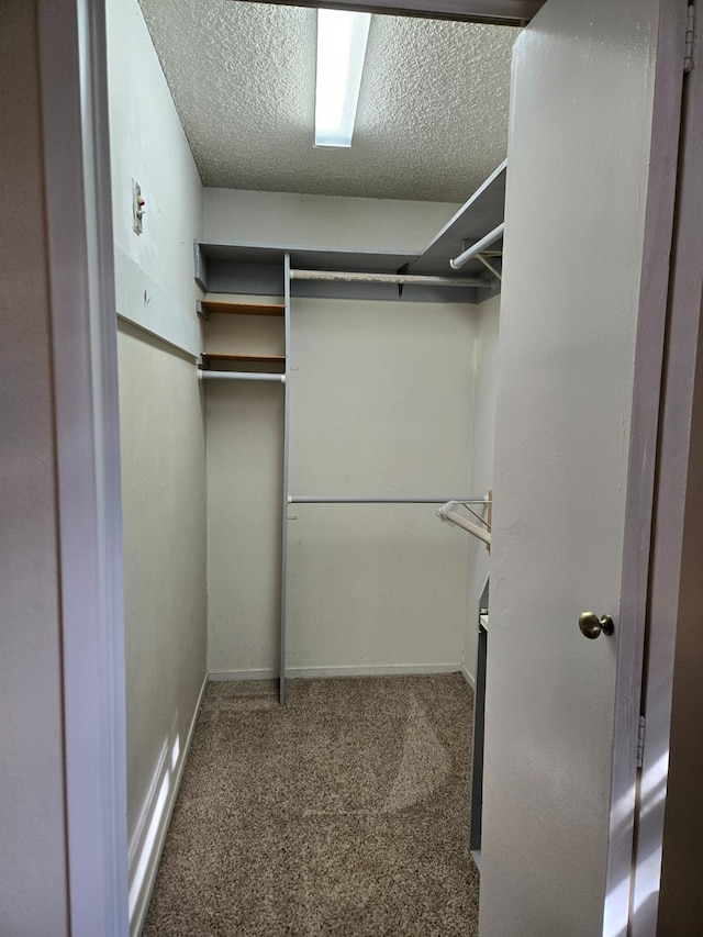 spacious closet featuring carpet flooring