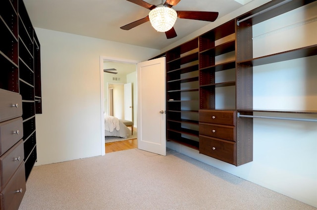 spacious closet featuring visible vents, ceiling fan, and carpet floors