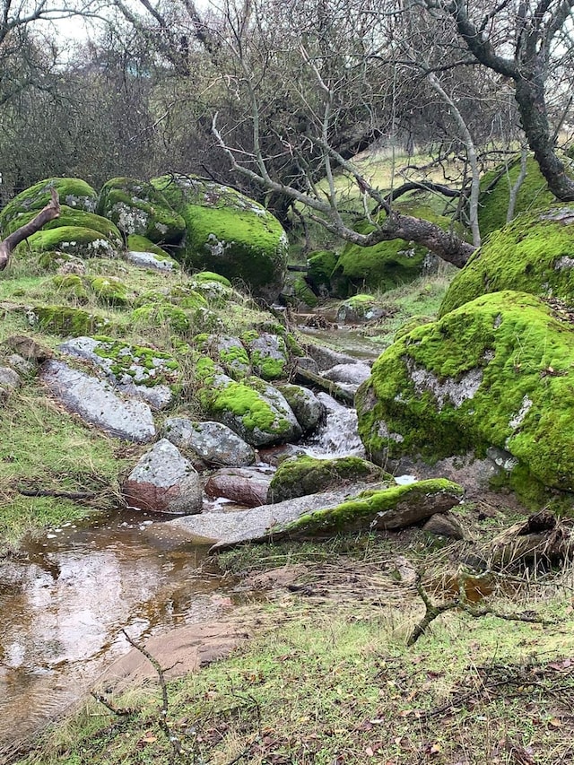 view of local wilderness with a forest view