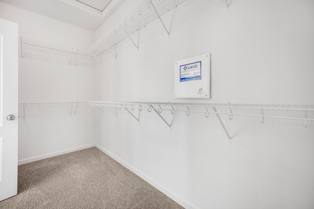 spacious closet featuring carpet flooring