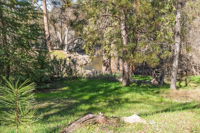 view of yard featuring a wooded view