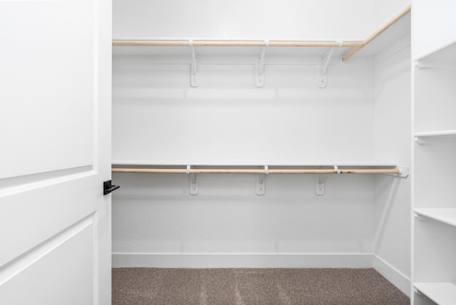 spacious closet featuring carpet flooring