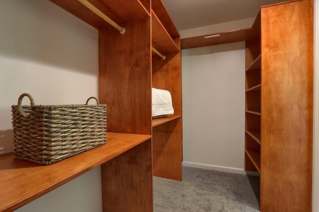 walk in closet featuring carpet floors