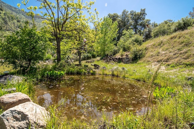 view of local wilderness