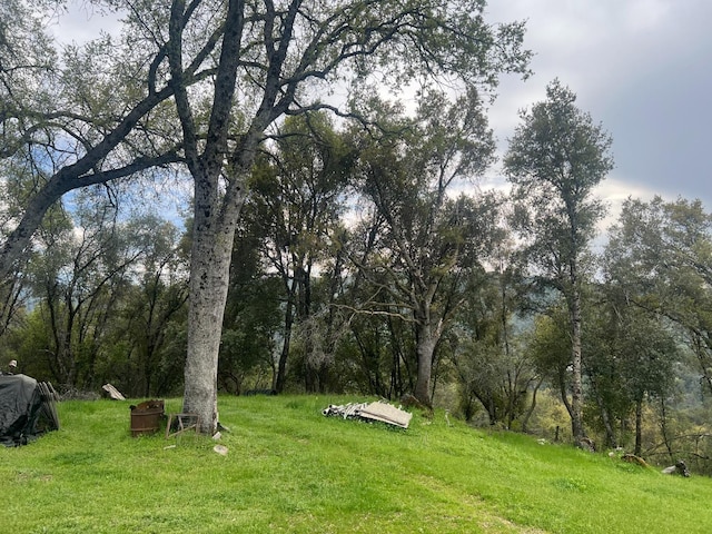 50364 Rd 426, Oakhurst, CA 93644 - view of yard