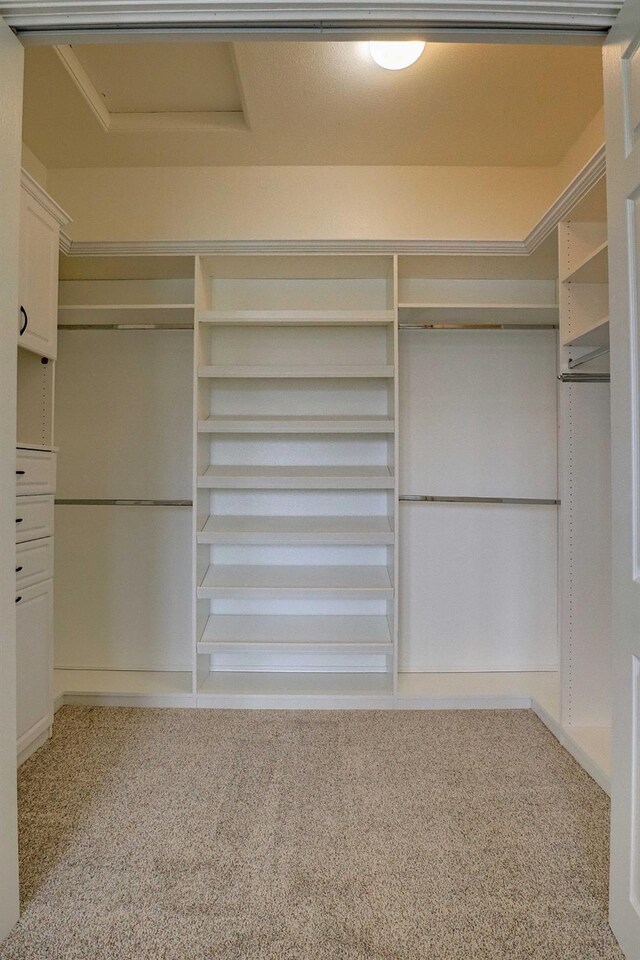 walk in closet with attic access and light carpet
