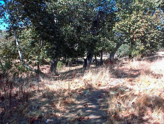 7081 Live Oak, Wonder Valley, CA 93657 - view of landscape