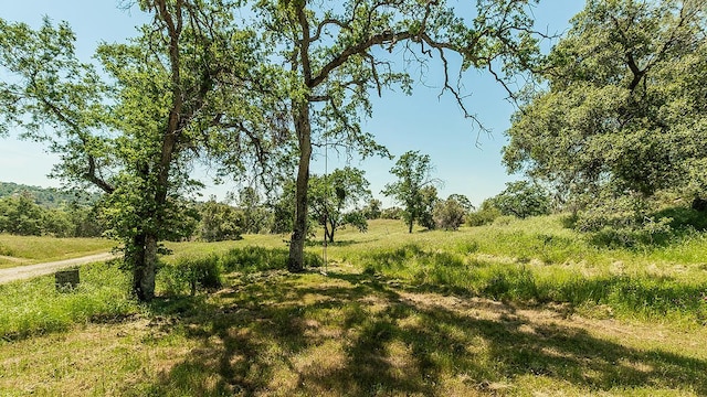 view of local wilderness