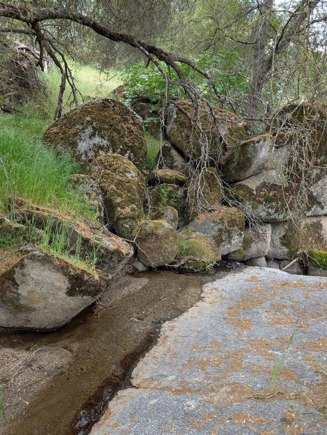 view of local wilderness