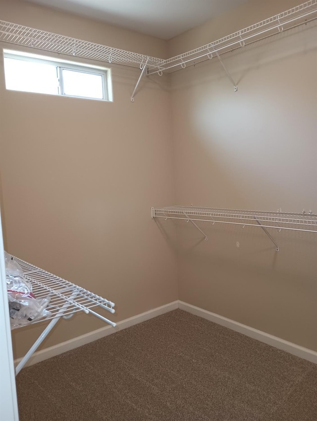 walk in closet featuring carpet floors