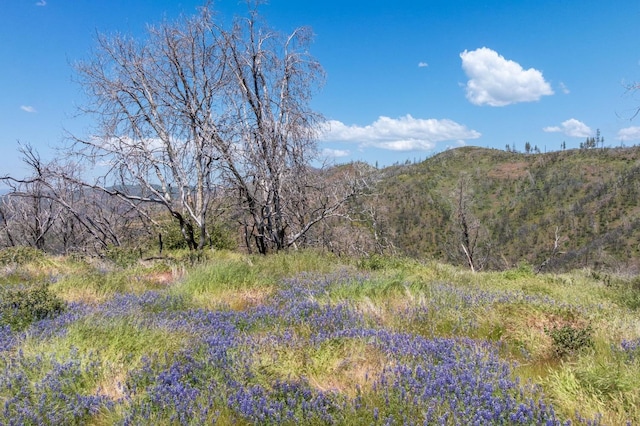 39 Buckingham Mountain Rd, Mariposa, CA 95338 - photo 11