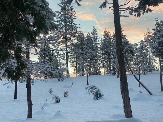 42640 Pinecone Ln, Auberry, CA 93602 - view of yard layered in snow