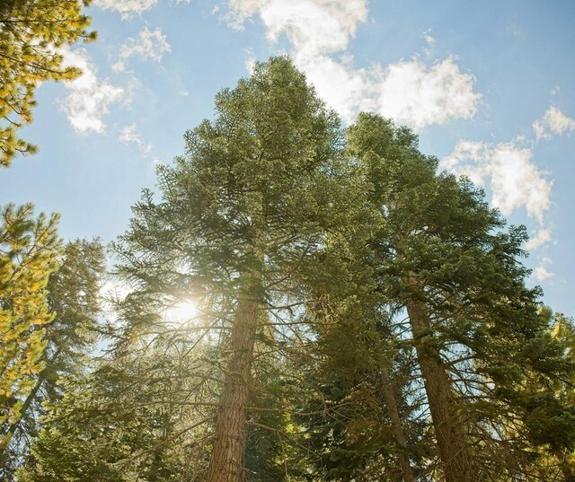 56981 Sequoia Dr, Springville, CA 93265 - view of local wilderness
