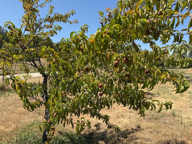 34133 Keller Rd, North Fork, CA 93643 - view of local wilderness