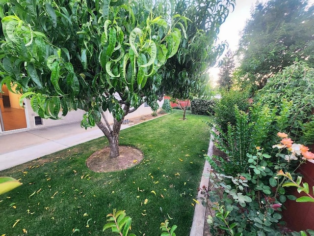 4686 W Sierra Ave, Fresno, CA 93722 - view of grassy yard