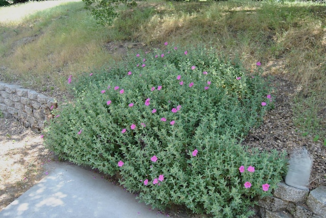43379 Leach Rd, Ahwahnee, CA 93601 - exterior view