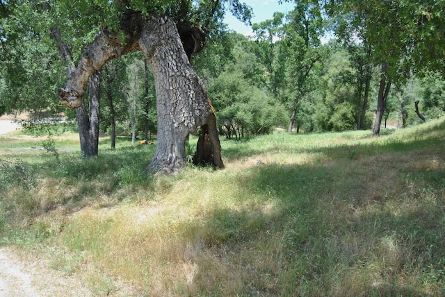 43379 Leach Rd, Ahwahnee, CA 93601 - view of undeveloped land