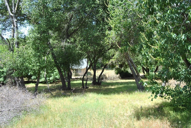43379 Leach Rd, Ahwahnee, CA 93601 - view of undeveloped land