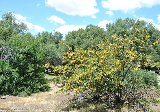 43379 Leach Rd, Ahwahnee, CA 93601 - view of undeveloped land