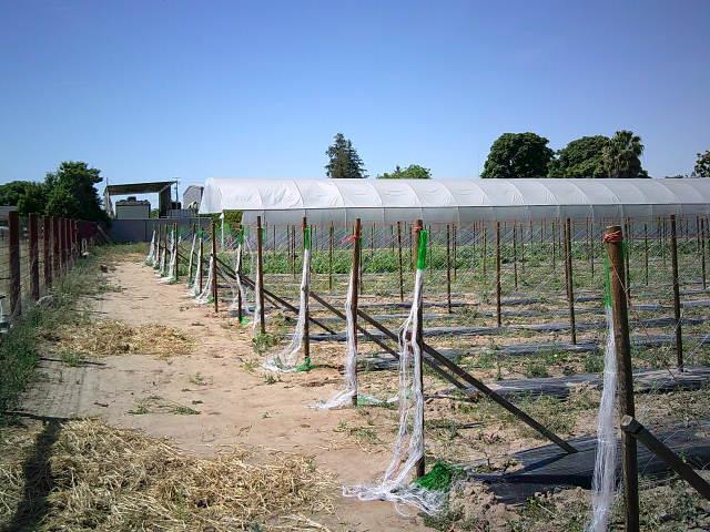 582 N Academy Ave, Sanger, CA 93657 - view of yard